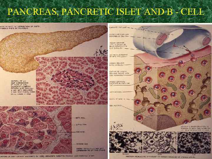 PANCREAS, PANCRETIC ISLET AND B - CELL 