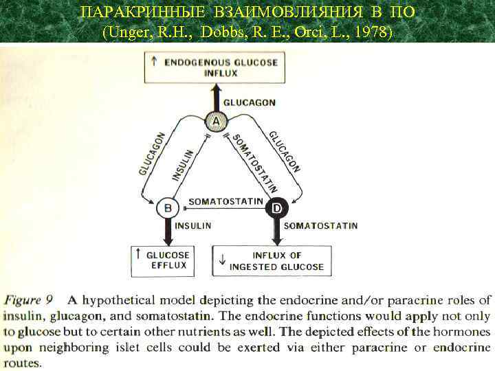 ПАРАКРИННЫЕ ВЗАИМОВЛИЯНИЯ В ПО (Unger, R. H. , Dobbs, R. E. , Orci, L.