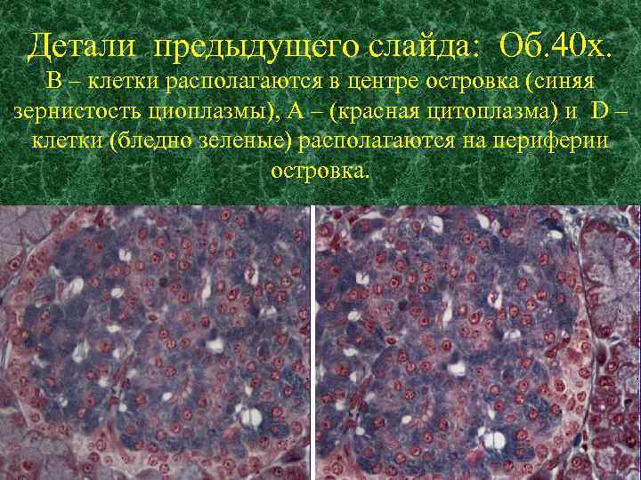 Детали предыдущего слайда: Об. 40 х. В – клетки располагаются в центре островка (синяя