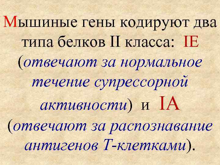 Мышиные гены кодируют два типа белков II класса: IE (отвечают за нормальное течение супрессорной