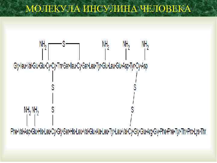 МОЛЕКУЛА ИНСУЛИНА ЧЕЛОВЕКА 