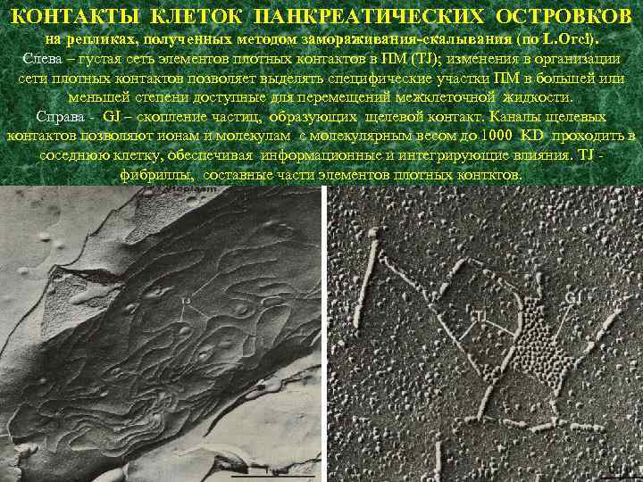 КОНТАКТЫ КЛЕТОК ПАНКРЕАТИЧЕСКИХ ОСТРОВКОВ на репликах, полученных методом замораживания-скалывания (по L. Orci). Слева –