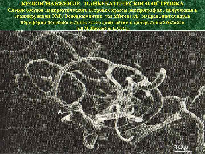 КРОВОСНАБЖЕНИЕ ПАНКРЕАТИЧЕСКОГО ОСТРОВКА Слепок сосудов панкреатического островка крысы (микрография , полученная в сканнирующем ЭМ).