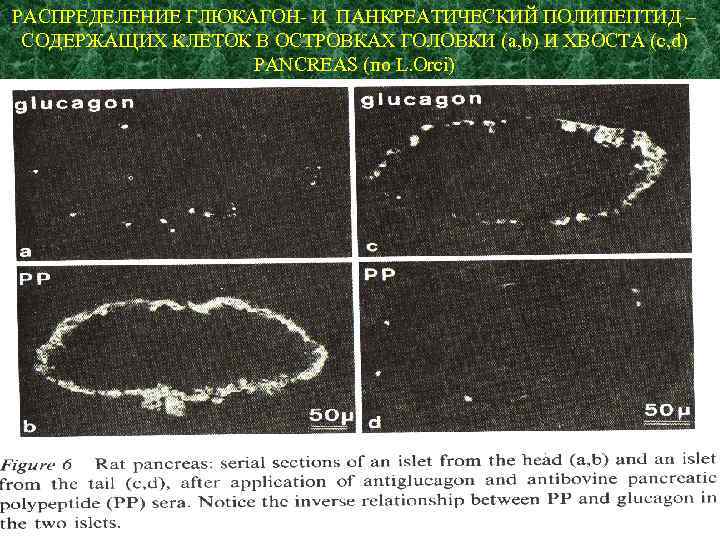РАСПРЕДЕЛЕНИЕ ГЛЮКАГОН- И ПАНКРЕАТИЧЕСКИЙ ПОЛИПЕПТИД – СОДЕРЖАЩИХ КЛЕТОК В ОСТРОВКАХ ГОЛОВКИ (a, b) И