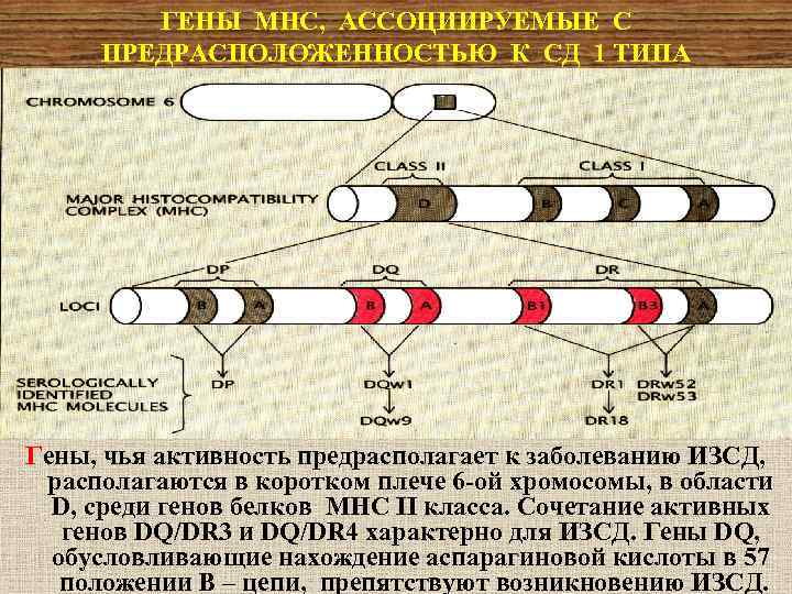 ГЕНЫ МНС, АССОЦИИРУЕМЫЕ С ПРЕДРАСПОЛОЖЕННОСТЬЮ К СД 1 ТИПА Гены, чья активность предрасполагает к
