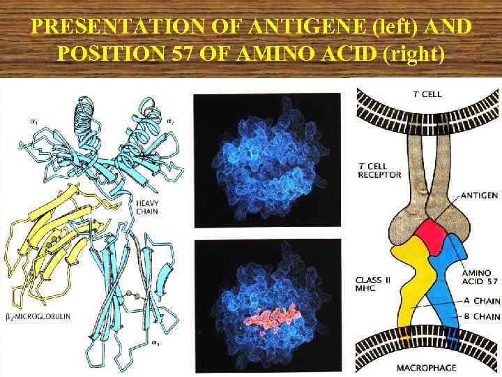 PRESENTATION OF ANTIGENE (left) AND POSITION 57 OF AMINO ACID (right) 
