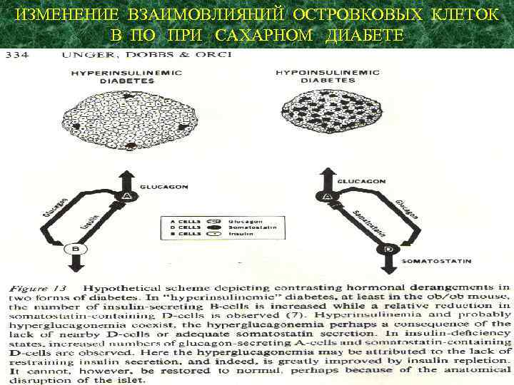 ИЗМЕНЕНИЕ ВЗАИМОВЛИЯНИЙ ОСТРОВКОВЫХ КЛЕТОК В ПО ПРИ САХАРНОМ ДИАБЕТЕ 
