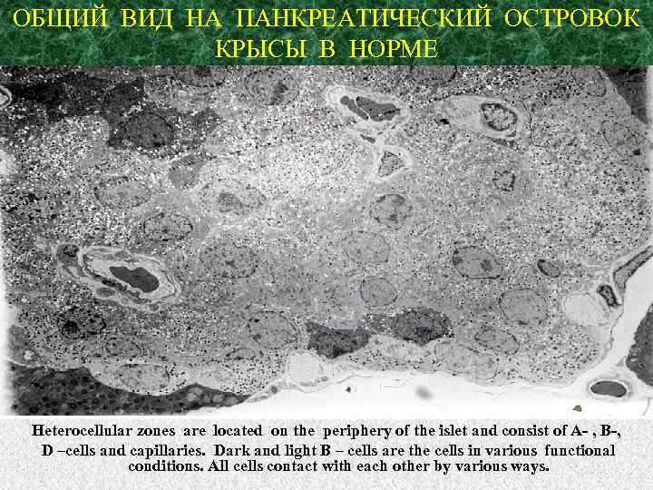ОБЩИЙ ВИД НА ПАНКРЕАТИЧЕСКИЙ ОСТРОВОК КРЫСЫ В НОРМЕ Heterocellular zones are located on the