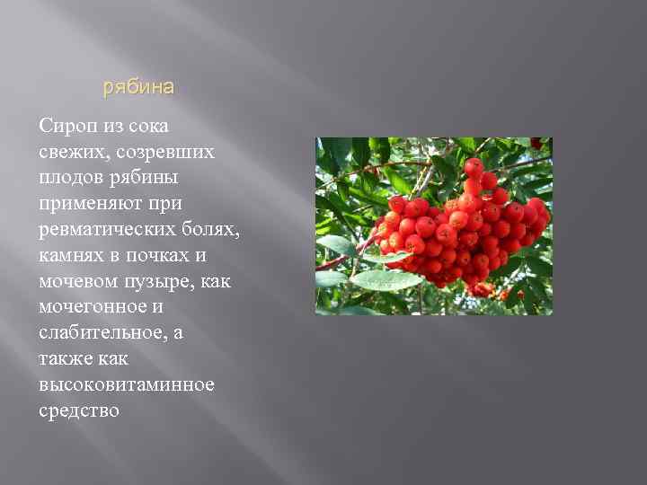 рябина Сироп из сока свежих, созревших плодов рябины применяют при ревматических болях, камнях в