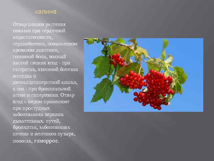 калина Отвар плодов растения показан при сердечной недостаточности, сердцебиении, повышенном кровяном давлении, головной боли,