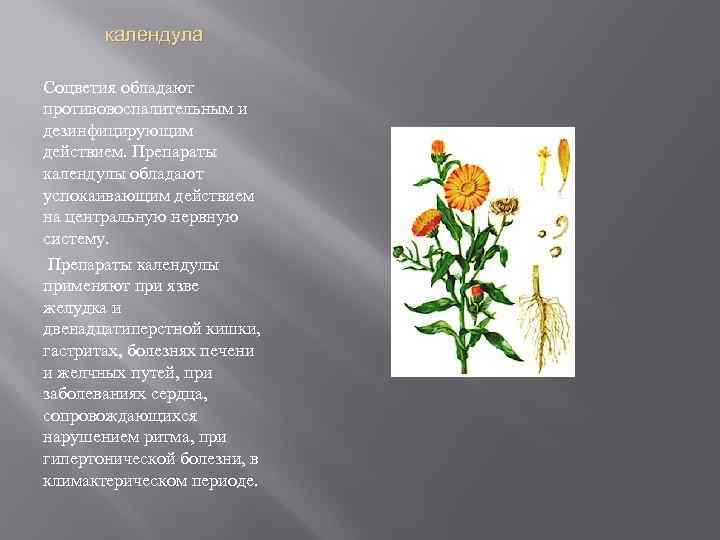 календула Соцветия обладают противовоспалительным и дезинфицирующим действием. Препараты календулы обладают успокаивающим действием на центральную