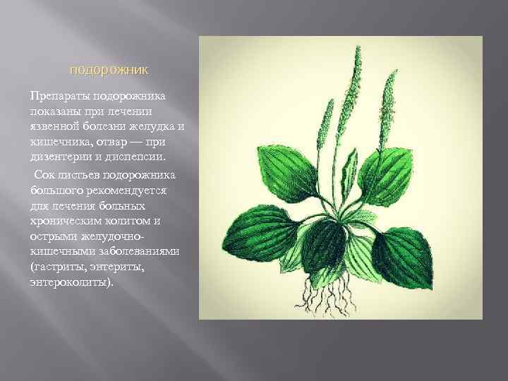 подорожник Препараты подорожника показаны при лечении язвенной болезни желудка и кишечника, отвар — при