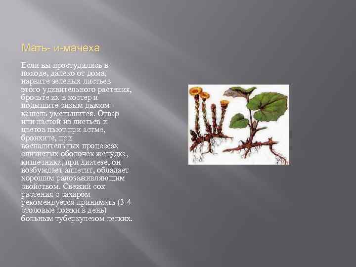 Мать- и-мачеха Если вы простудились в походе, далеко от дома, нарвите зеленых листьев этого
