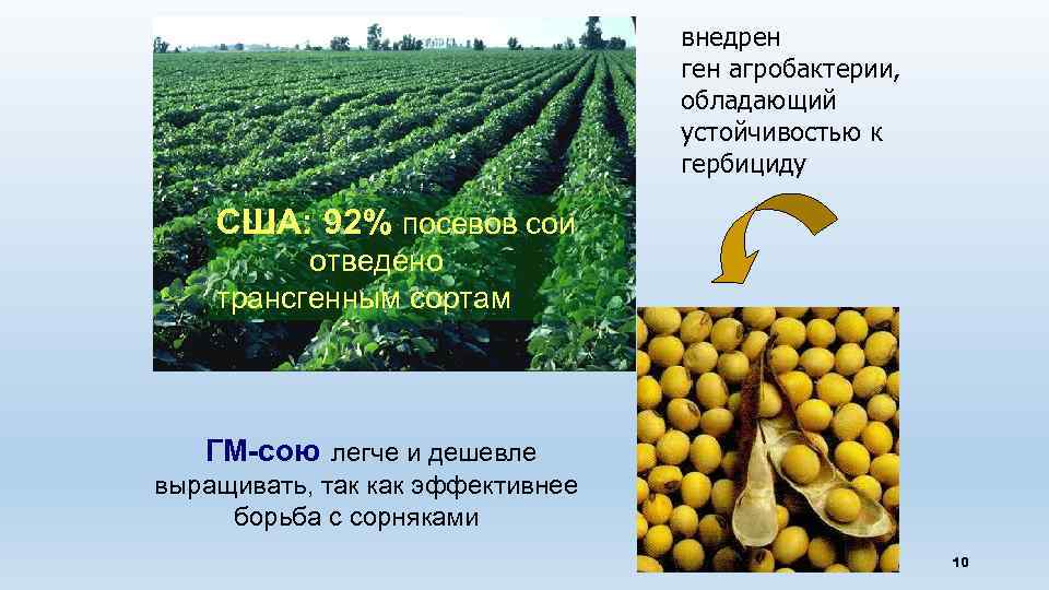 внедрен ген агробактерии, обладающий устойчивостью к гербициду США: 92% посевов сои отведено трансгенным сортам
