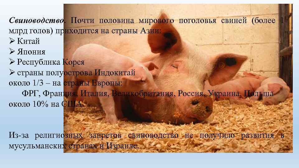 Свиноводство. Почти половина мирового поголовья свиней (более 1 млрд голов) приходится на страны Азии: