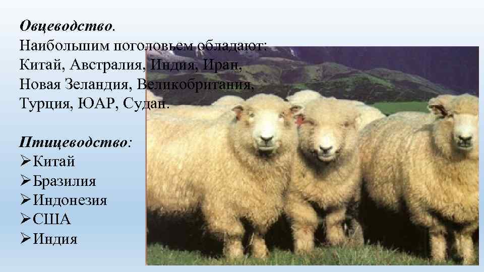 Овцеводство. Наибольшим поголовьем обладают: Китай, Австралия, Индия, Иран, Новая Зеландия, Великобритания, Турция, ЮАР, Судан.