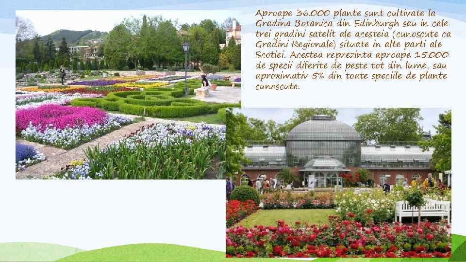 Aproape 36. 000 plante sunt cultivate la Gradina Botanica din Edinburgh sau in cele