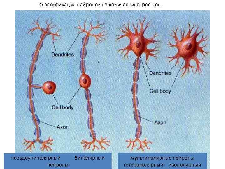 Миелиновая оболочка покрывает тело нейрона