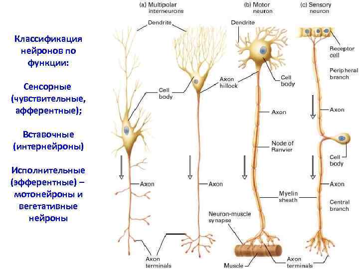 Классификация нейронов по функции: Сенсорные (чувствительные, афферентные); Вставочные (интернейроны) Исполнительные (эфферентные) – мотонейроны и