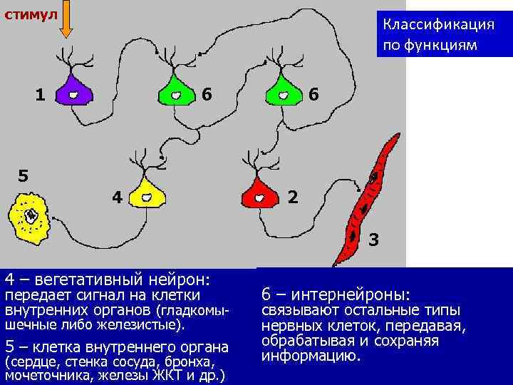 стимул Классификация по функциям 1 6 6 5 4 2 3 4 – вегетативный