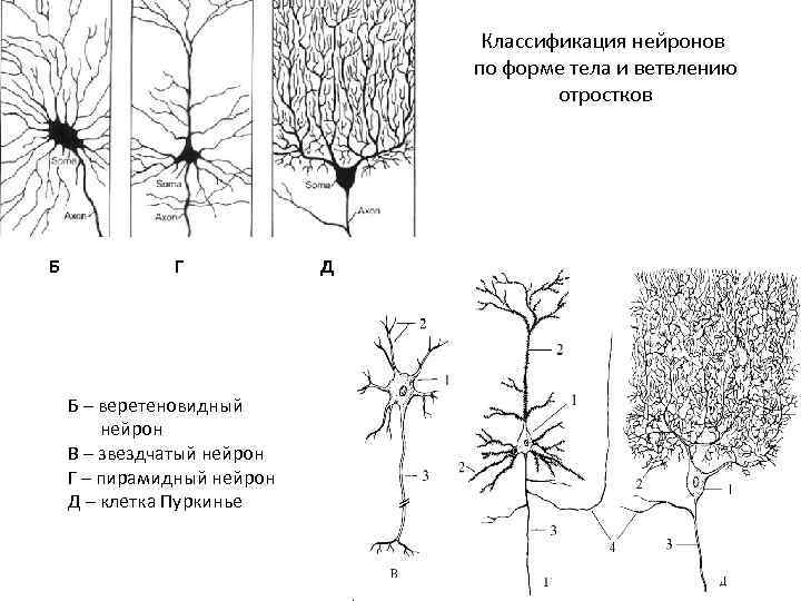 Классификация нейронов по форме тела и ветвлению отростков Б Г Б – веретеновидный нейрон