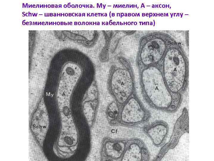 Миелиновая оболочка. My – миелин, А – аксон, Schw – шванновская клетка (в правом