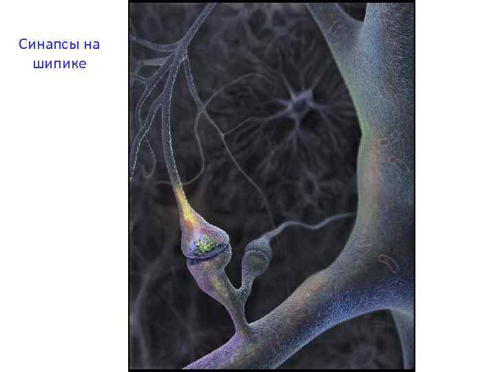 Синапсы на шипике 