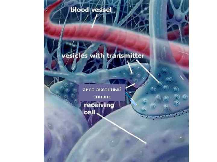 аксо-аксонный синапс 