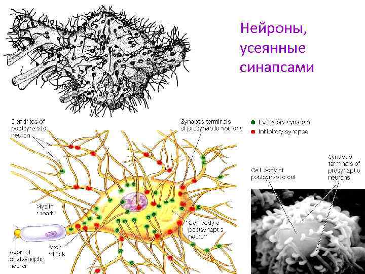 Нейроны, усеянные синапсами 