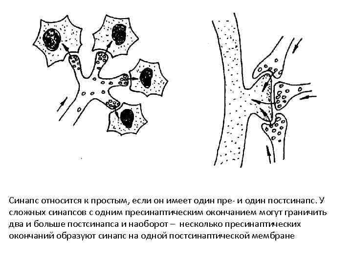 Синапс относится к простым, если он имеет один пре- и один постсинапс. У сложных
