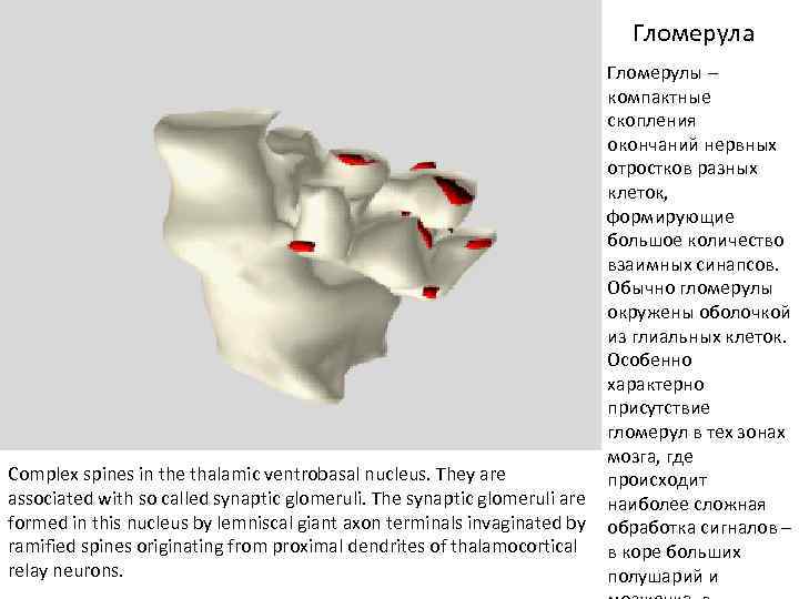 Гломерула Гломерулы – компактные скопления окончаний нервных отростков разных клеток, формирующие большое количество взаимных