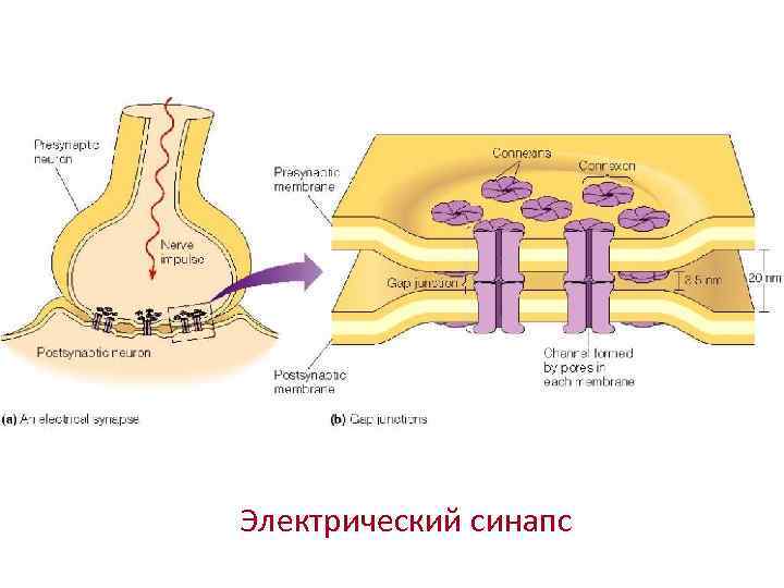 Электрический синапс 