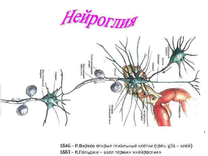 1846 – Р. Вирхов открыл глиальные клетки (греч. glia – клей) 1883 – К.