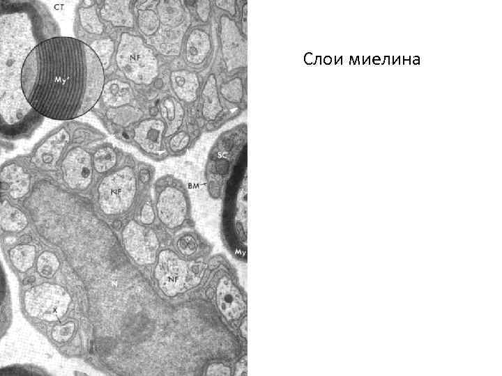 Слои миелина 