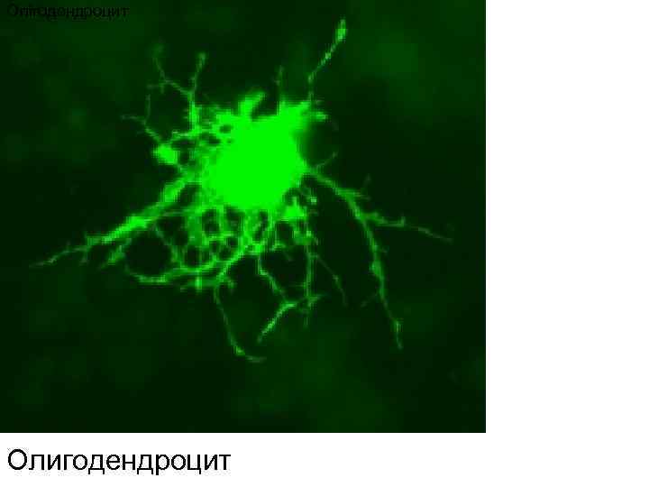 Олігодендроцит Олигодендроцит 