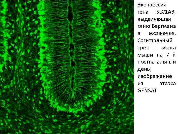 Экспрессия гена SLC 1 A 3, выделяющая глию Бергмана в мозжечке. Сагиттальный срез мозга