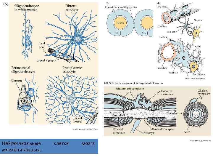 Нейроглиальные млекопитающих. клетки мозга 