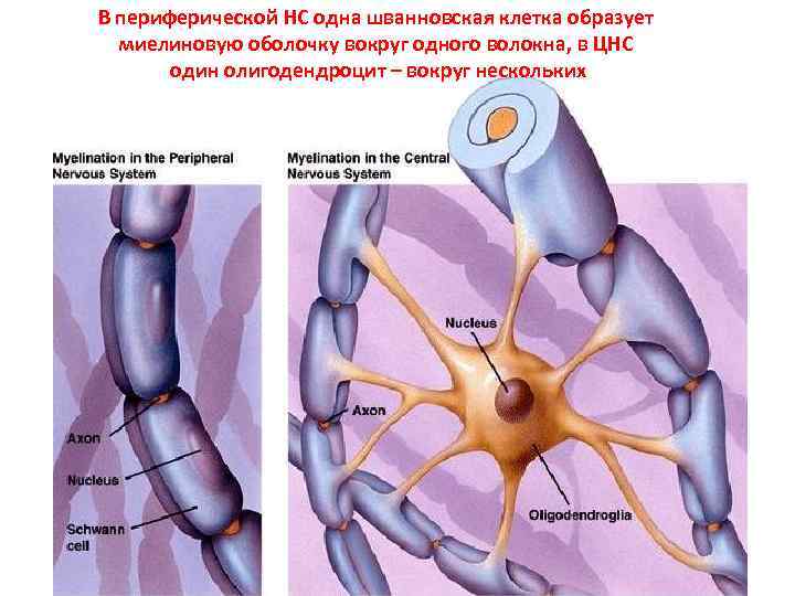 В периферической НС одна шванновская клетка образует миелиновую оболочку вокруг одного волокна, в ЦНС