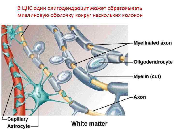 В ЦНС один олигодендроцит может образовывать миелиновую оболочку вокруг нескольких волокон 