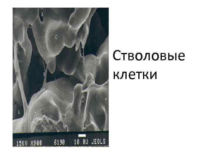  • Стволовые клетки 