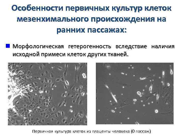 Особенности первичных культур клеток мезенхимального происхождения на ранних пассажах: n Морфологическая гетерогенность вследствие наличия