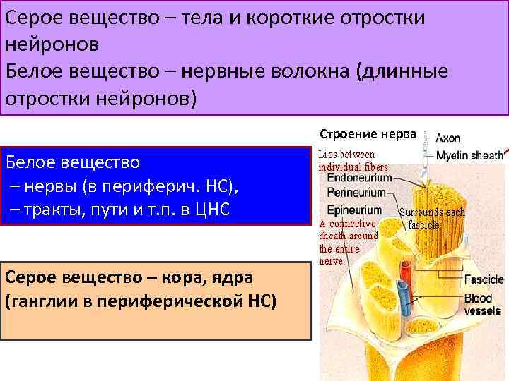 Серое вещество – тела и короткие отростки нейронов Белое вещество – нервные волокна (длинные