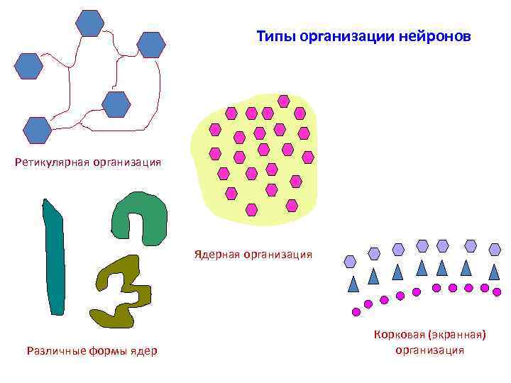 Типы организации нейронов Ретикулярная организация Ядерная организация Различные формы ядер Корковая (экранная) организация 