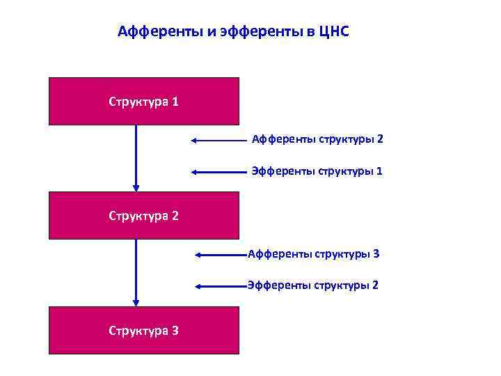 Афференты и эфференты в ЦНС Структура 1 Афференты структуры 2 Эфференты структуры 1 Структура