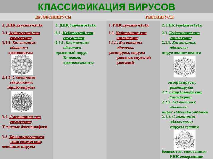 КЛАССИФИКАЦИЯ ВИРУСОВ ДЕЗОКСИВИРУСЫ РИБОВИРУСЫ 1. ДНК двухнитчатая 2. ДНК однонитчатая 1. РНК двухнитчатая 2.