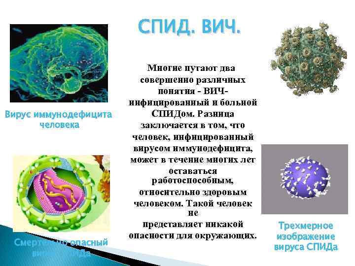 СПИД. ВИЧ. Вирус иммунодефицита человека Смертельно опасный вирус СПИДа Многие путают два совершенно различных