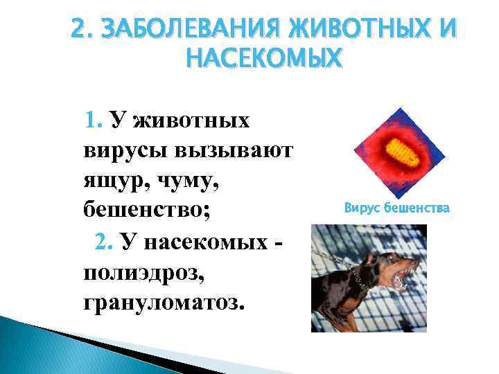 2. ЗАБОЛЕВАНИЯ ЖИВОТНЫХ И НАСЕКОМЫХ 1. У животных вирусы вызывают ящур, чуму, бешенство; 2.