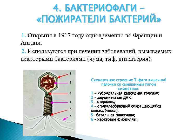 4. БАКТЕРИОФАГИ – «ПОЖИРАТЕЛИ БАКТЕРИЙ» 1. Открыты в 1917 году одновременно во Франции и