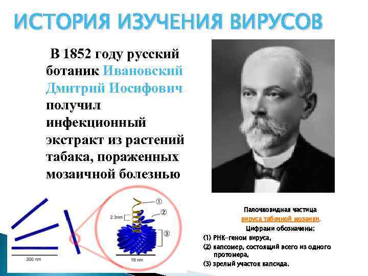 ИСТОРИЯ ИЗУЧЕНИЯ ВИРУСОВ В 1852 году русский ботаник Ивановский Дмитрий Иосифович получил инфекционный экстракт