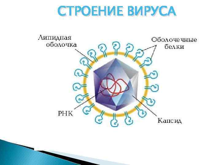 СТРОЕНИЕ ВИРУСА 